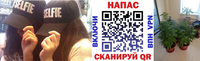 Конопля гибрид Ветлуга